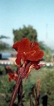 fleur 5.0K