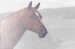 Tete de cheval